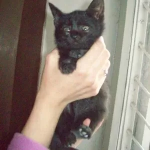 Очаровательный котенок в добрые руки