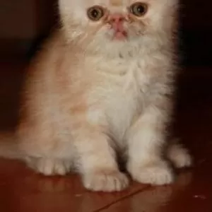 Персидский котенок экзот