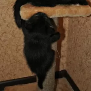 Два котенка - девочка и мальчик,  черного цвета,  2 месяца