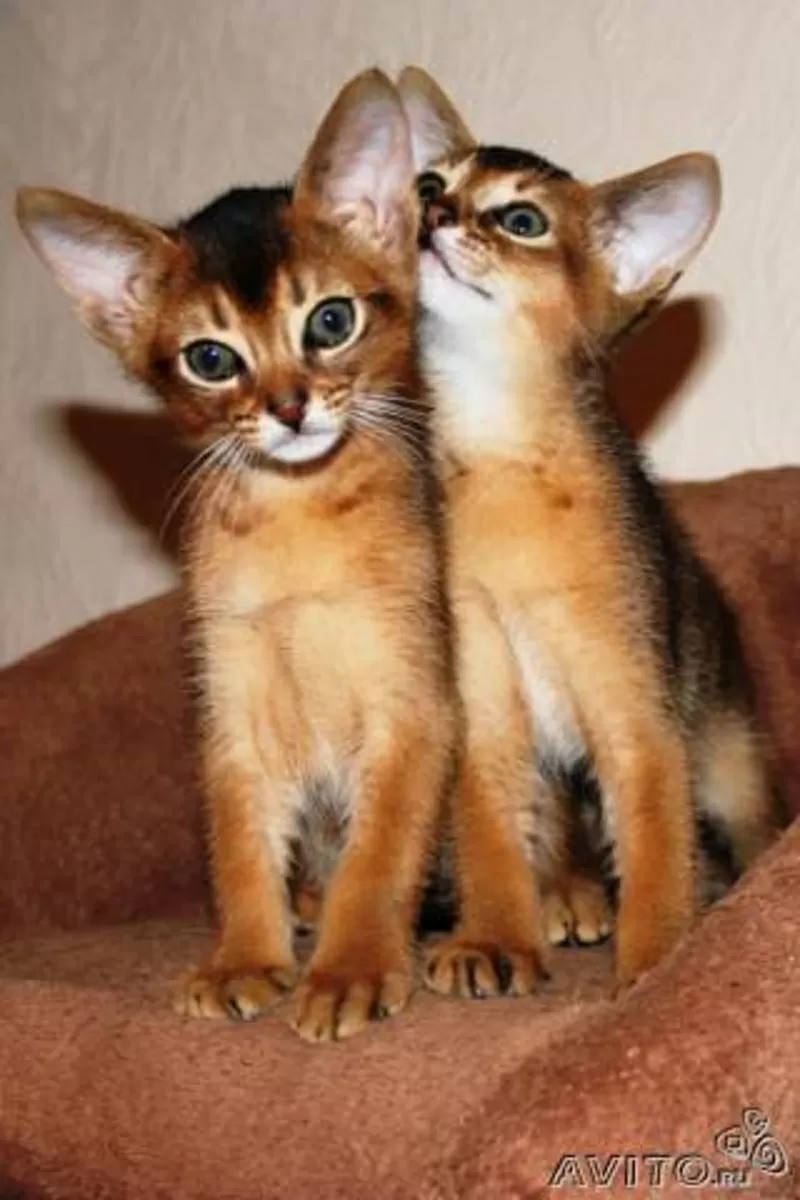 Клубные Абиссинские котята.