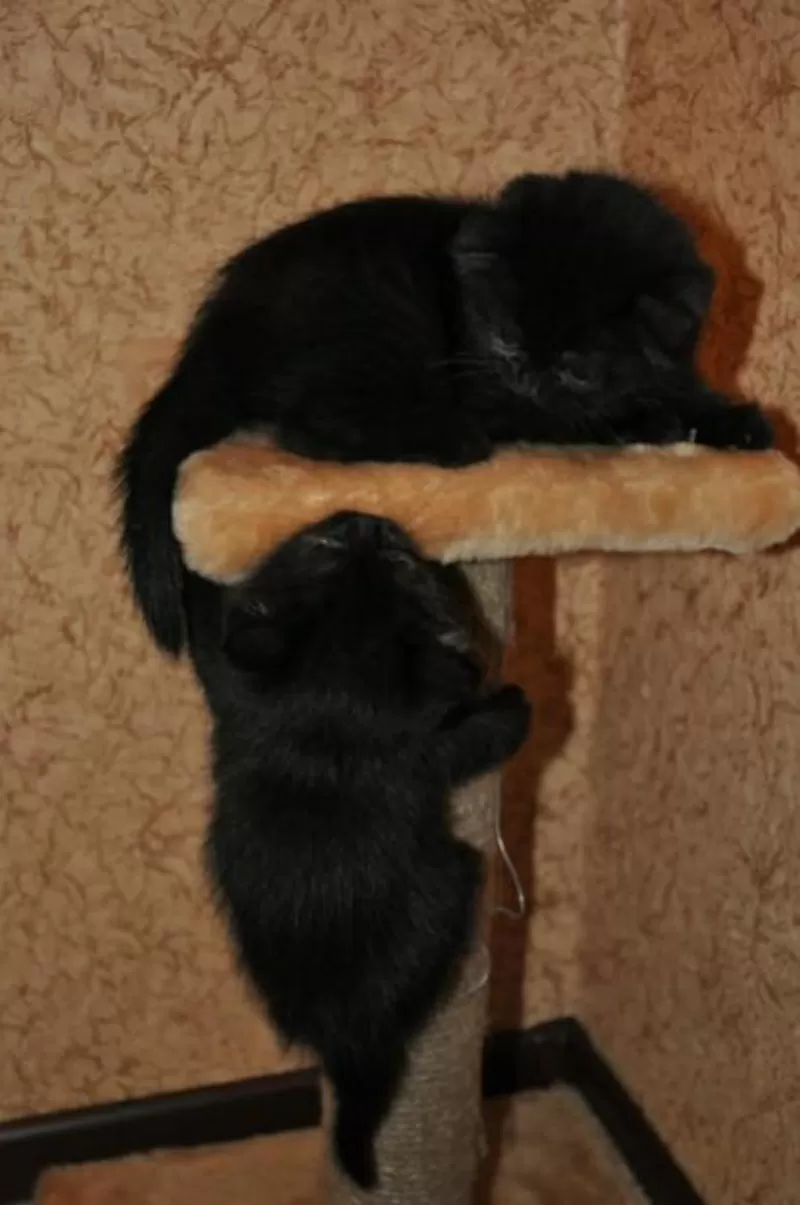 Два котенка - девочка и мальчик,  черного цвета,  2 месяца